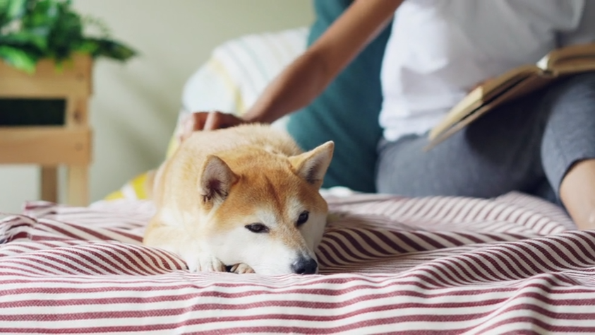 Creating a Calm, Comfortable Home Your Dog Can Truly Relax In
