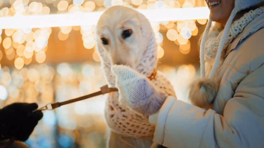 Walking Through Every Season: Keeping Dogs Comfortable Outdoors