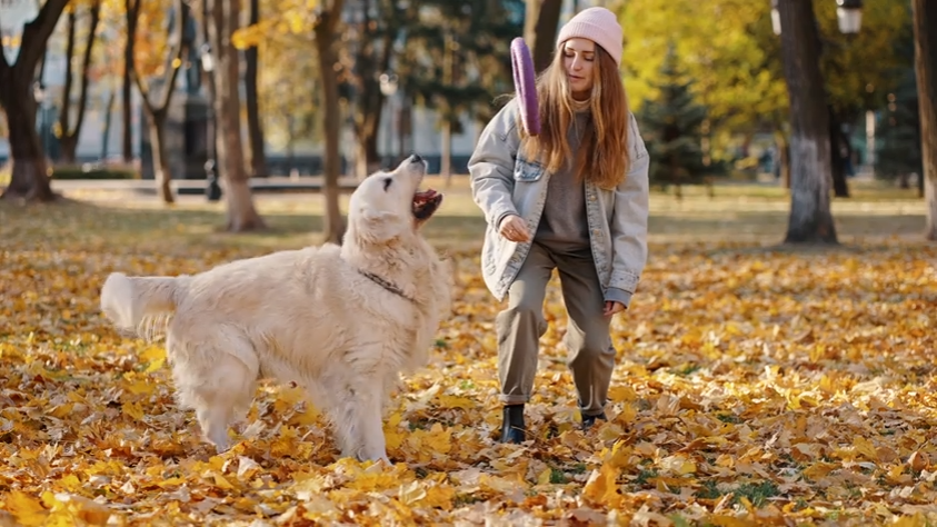 Why Play Matters: Building a More Enriching Daily Routine for Dogs