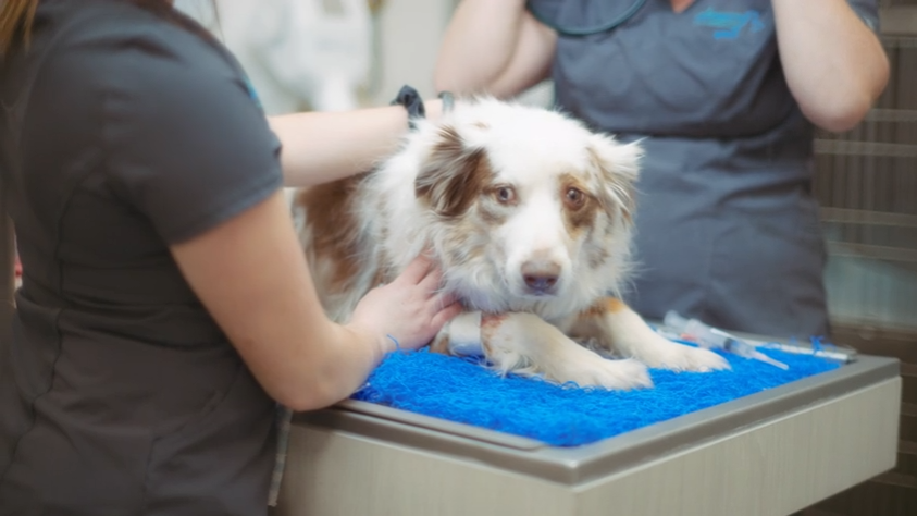 A Thoughtful Approach to Everyday Pet Grooming at Home
