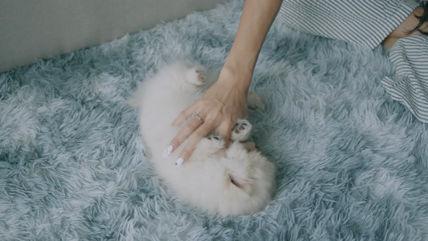 A Better Approach to Pet Lifestyle: Comfort, Care and Connection