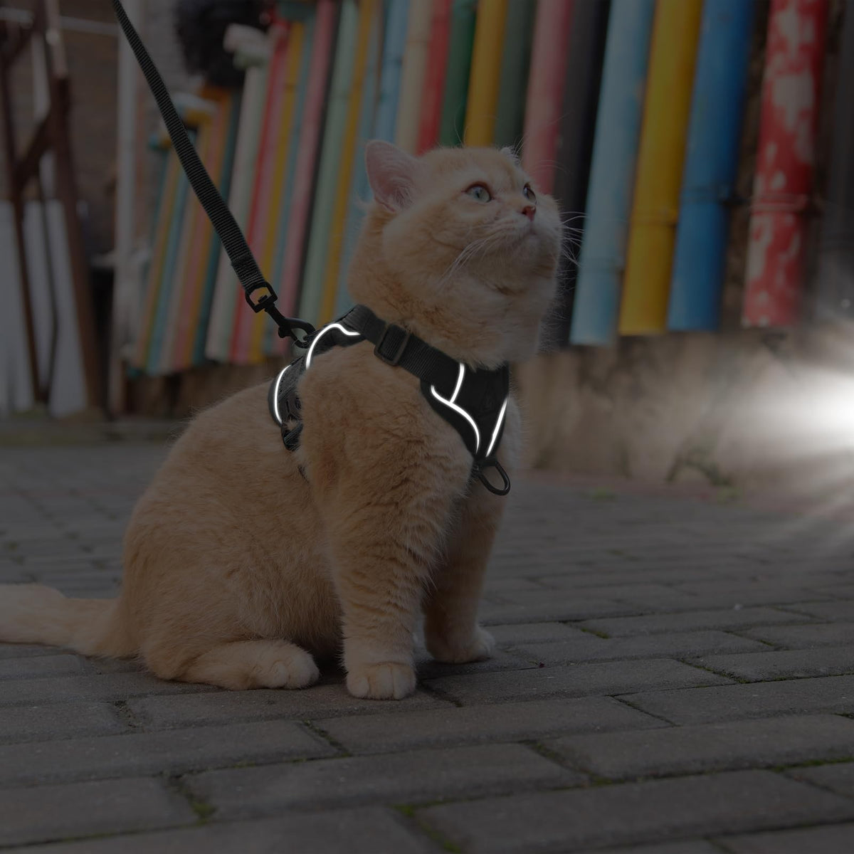 CAT Harness