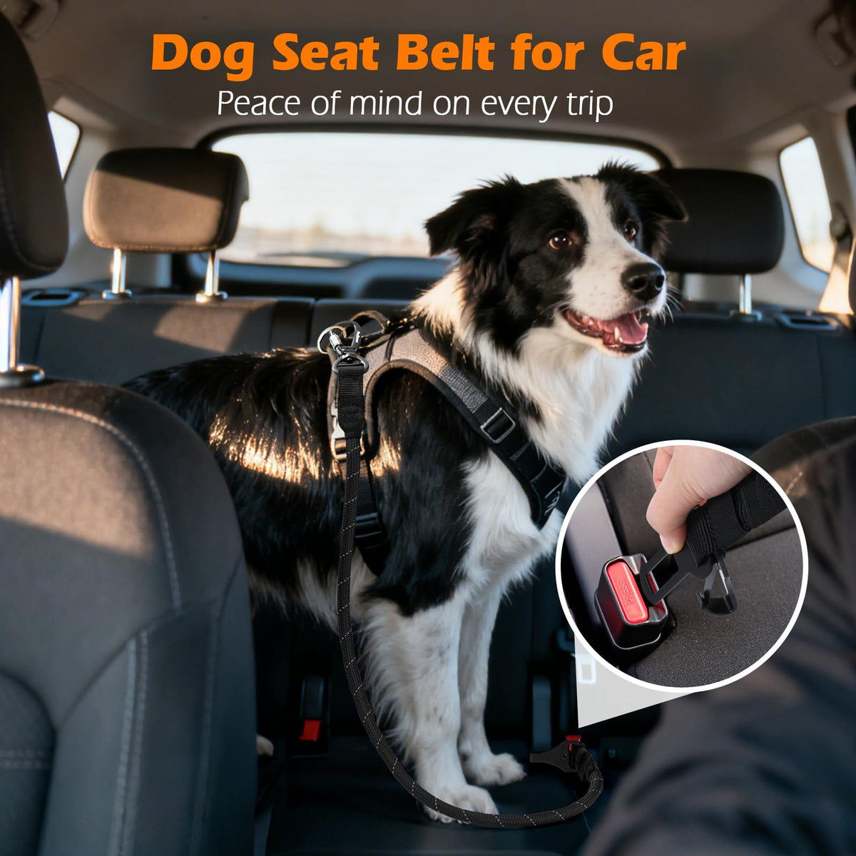 PetBonus No-Tangle Double Dog Leash & Car Seat Belt